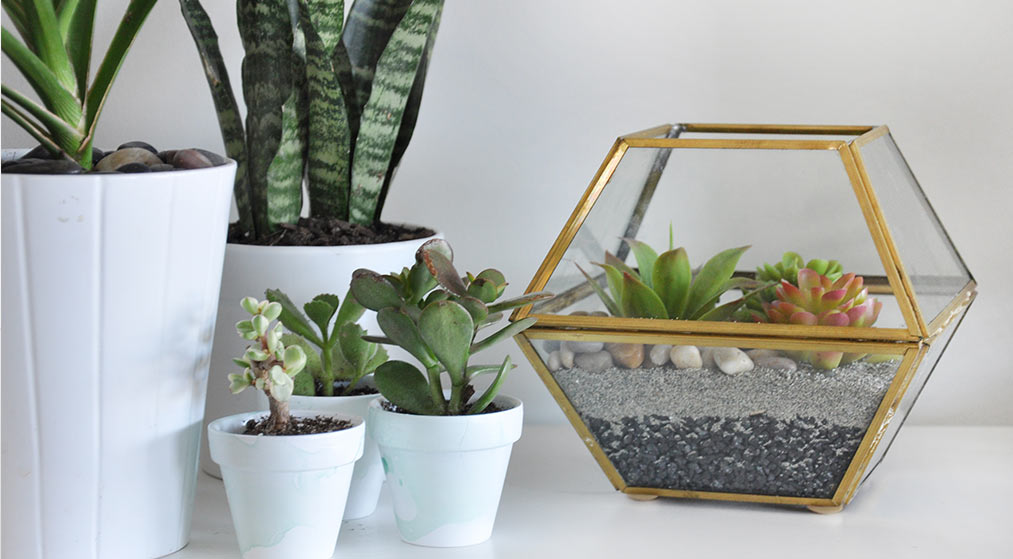 DIY terrarium from an old light fixture